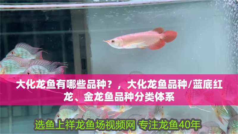 大化龍魚有哪些品種？，大化龍魚品種/藍(lán)底紅龍、金龍魚品種分類體系