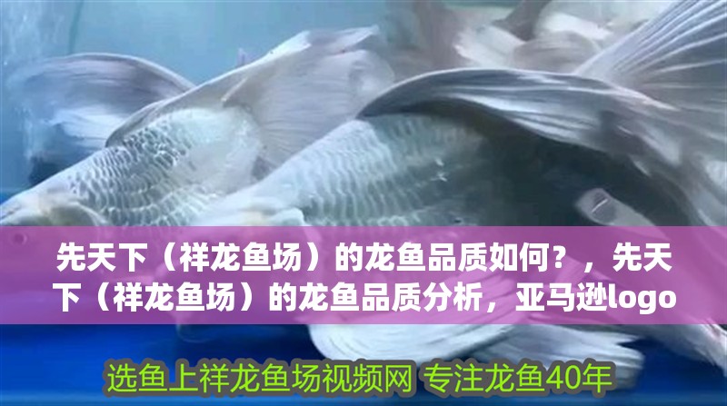 先天下（祥龍魚場）的龍魚品質(zhì)如何？，先天下（祥龍魚場）的龍魚品質(zhì)分析，亞馬遜logo的演變過程