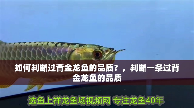 如何判斷過背金龍魚的品質？，判斷一條過背金龍魚的品質