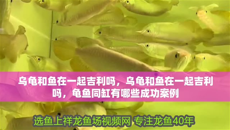 烏龜和魚在一起吉利嗎，烏龜和魚在一起吉利嗎，龜魚同缸有哪些成功案例