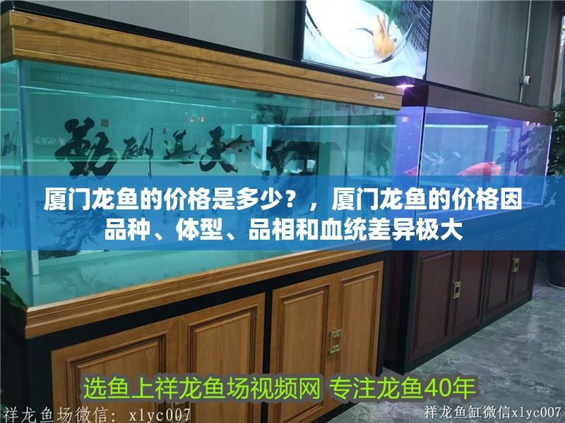 廈門龍魚的價格是多少？，廈門龍魚的價格因品種、體型、品相和血統差異極大