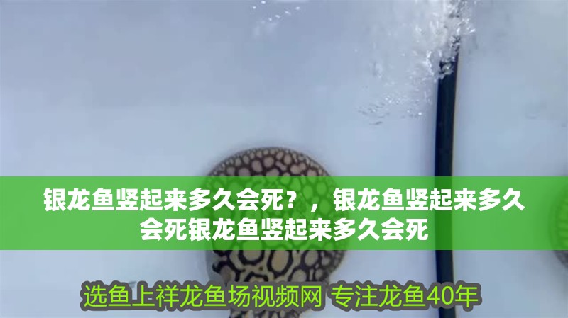 銀龍魚豎起來多久會死？，銀龍魚豎起來多久會死銀龍魚豎起來多久會死