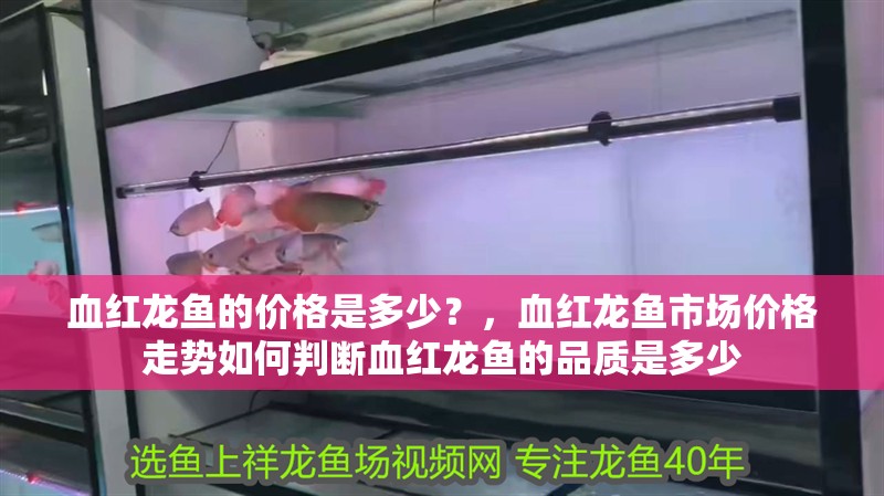 血紅龍魚的價格是多少？，血紅龍魚市場價格走勢如何判斷血紅龍魚的品質是多少