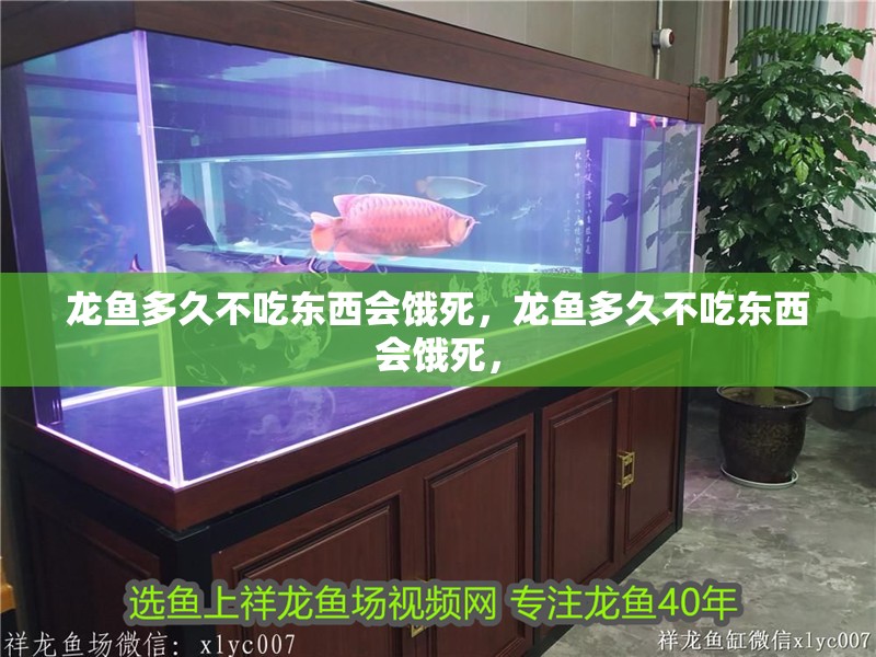 龍魚多久不吃東西會餓死，龍魚多久不吃東西會餓死，