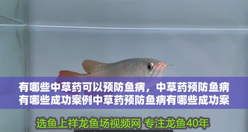 有哪些中草藥可以預防魚病，中草藥預防魚病有哪些成功案例中草藥預防魚病有哪些成功案例