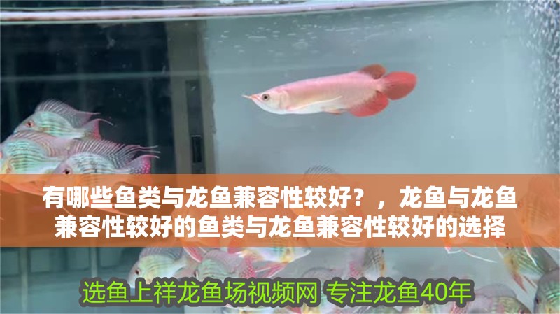 有哪些魚類與龍魚兼容性較好？，龍魚與龍魚兼容性較好的魚類與龍魚兼容性較好的選擇