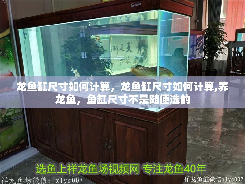 龍魚缸尺寸如何計算，龍魚缸尺寸如何計算,養龍魚，魚缸尺寸不是隨便選的