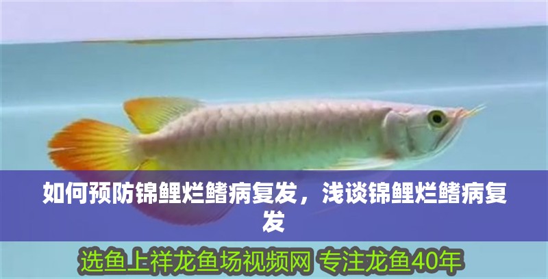 如何預防錦鯉爛鰭病復發，淺談錦鯉爛鰭病復發