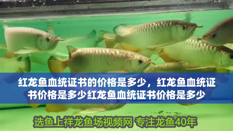 紅龍魚血統(tǒng)證書的價格是多少，紅龍魚血統(tǒng)證書價格是多少紅龍魚血統(tǒng)證書價格是多少