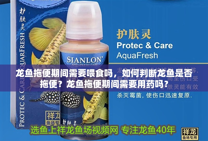 龍魚拖便期間需要喂食嗎，如何判斷龍魚是否拖便？龍魚拖便期間需要用藥嗎？