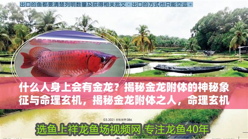什么人身上會(huì)有金龍？揭秘金龍附體的神秘象征與命理玄機(jī)，揭秘金龍附體之人，命理玄機(jī)與神秘象征解析