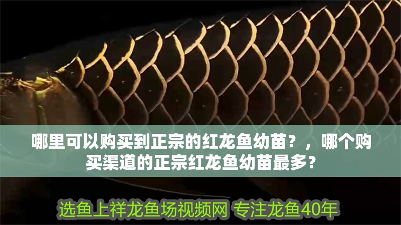 哪里可以購買到正宗的紅龍魚幼苗？，哪個購買渠道的正宗紅龍魚幼苗最多？