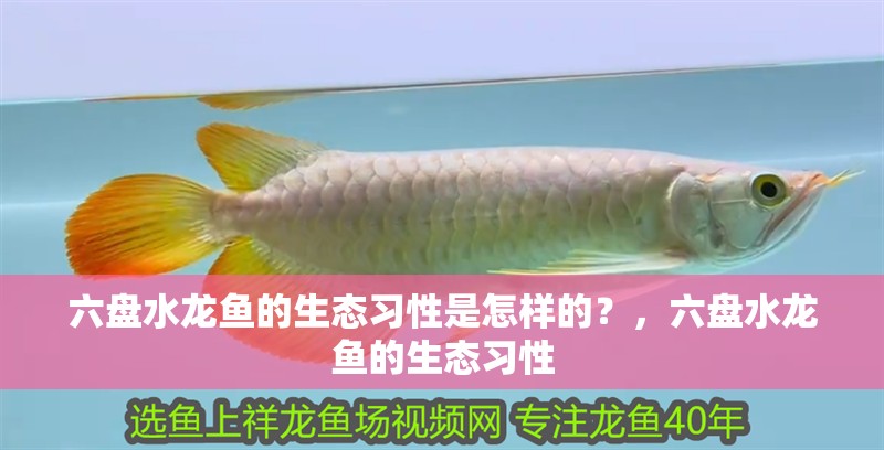 六盤水龍魚的生態習性是怎樣的？，六盤水龍魚的生態習性