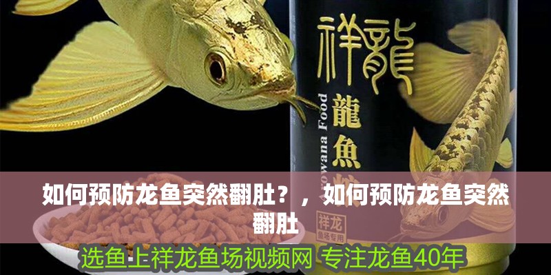 如何預防龍魚突然翻肚？，如何預防龍魚突然翻肚