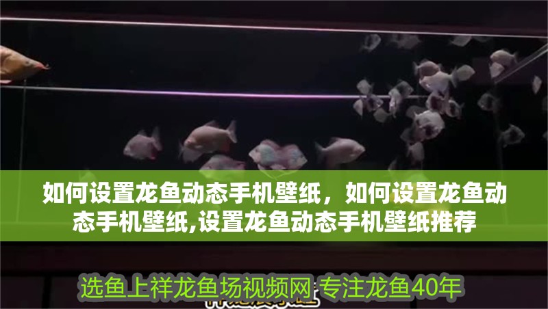 如何設(shè)置龍魚(yú)動(dòng)態(tài)手機(jī)壁紙，如何設(shè)置龍魚(yú)動(dòng)態(tài)手機(jī)壁紙,設(shè)置龍魚(yú)動(dòng)態(tài)手機(jī)壁紙推薦
