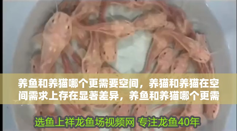 養(yǎng)魚和養(yǎng)貓哪個更需要空間，養(yǎng)貓和養(yǎng)貓在空間需求上存在顯著差異，養(yǎng)魚和養(yǎng)貓哪個更需要空間
