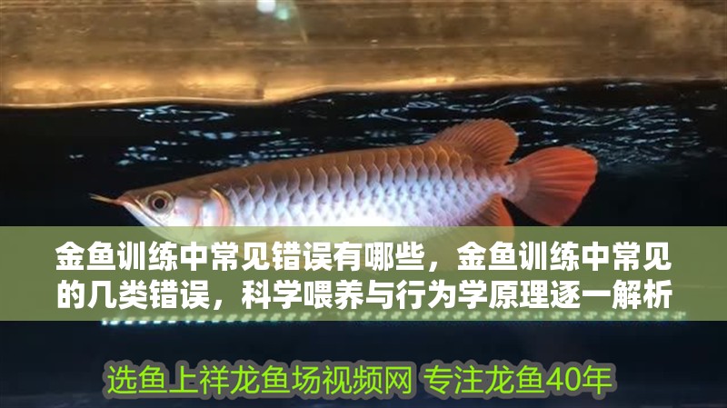 金魚訓練中常見錯誤有哪些，金魚訓練中常見的幾類錯誤，科學喂養與行為學原理逐一解析