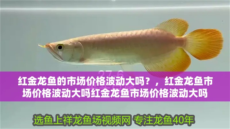 紅金龍魚的市場價格波動大嗎？，紅金龍魚市場價格波動大嗎紅金龍魚市場價格波動大嗎