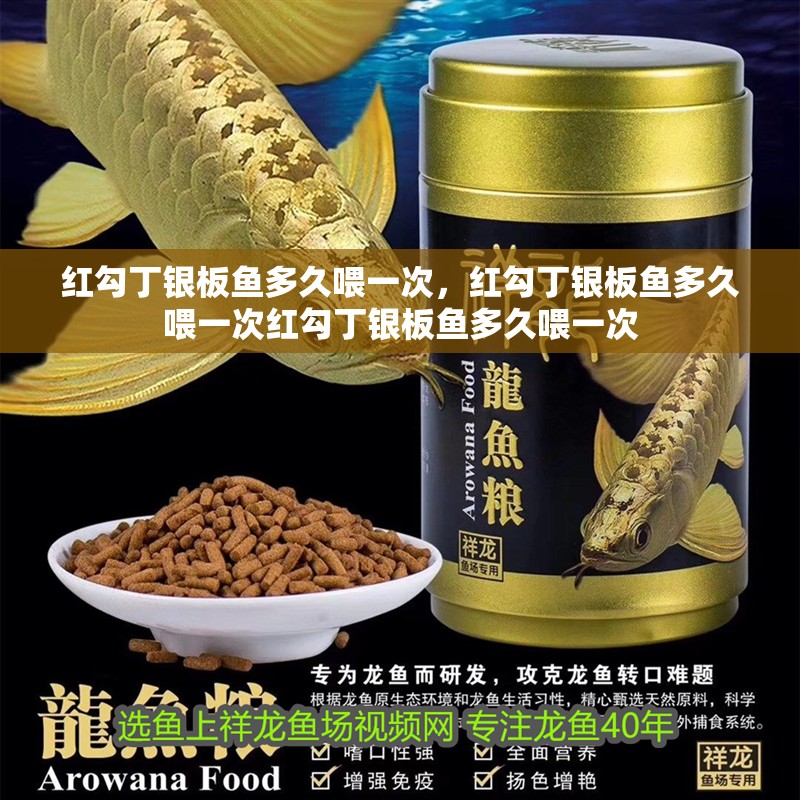 紅勾丁銀板魚多久喂一次，紅勾丁銀板魚多久喂一次紅勾丁銀板魚多久喂一次