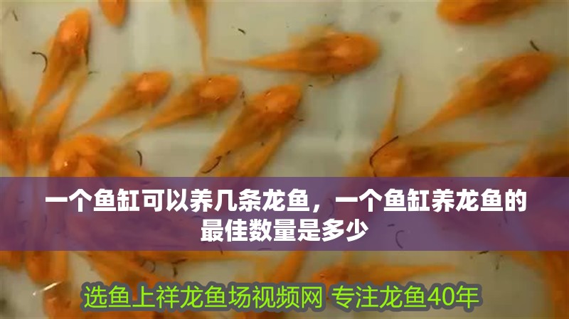 一個魚缸可以養幾條龍魚，一個魚缸養龍魚的最佳數量是多少