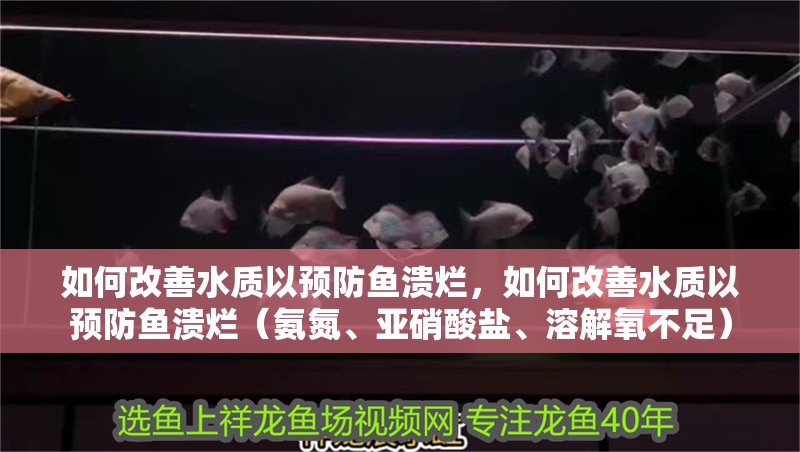 如何改善水質(zhì)以預(yù)防魚潰爛，如何改善水質(zhì)以預(yù)防魚潰爛（氨氮、亞硝酸鹽、溶解氧不足）