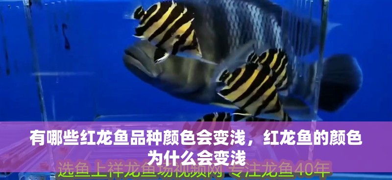 有哪些紅龍魚品種顏色會變淺，紅龍魚的顏色為什么會變淺