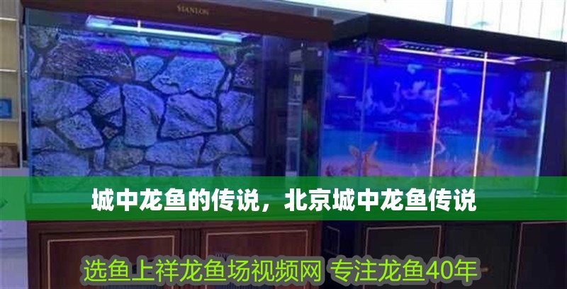城中龍魚的傳說，北京城中龍魚傳說