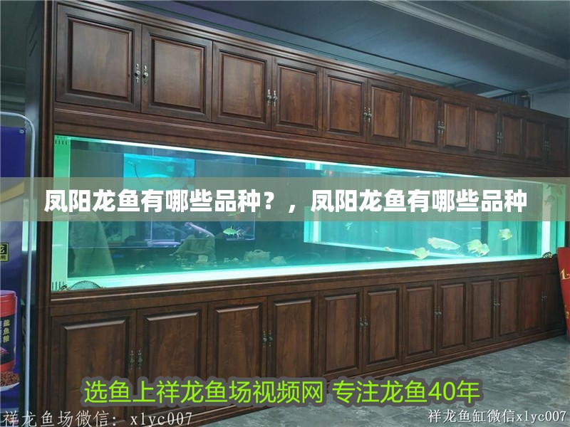 鳳陽龍魚有哪些品種？，鳳陽龍魚有哪些品種
