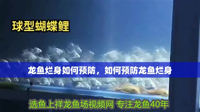 龍魚爛身如何預防，如何預防龍魚爛身