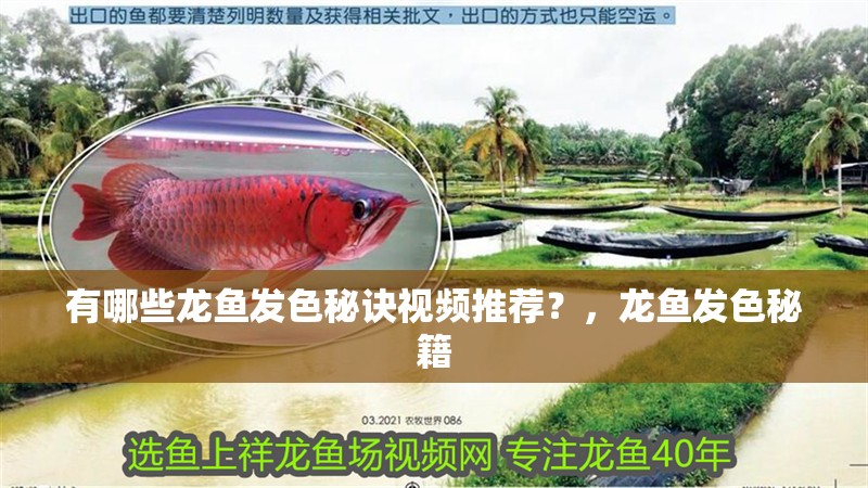 有哪些龍魚發色秘訣視頻推薦？，龍魚發色秘籍