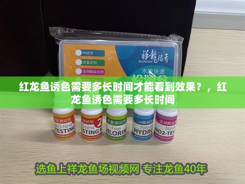 紅龍魚誘色需要多長(zhǎng)時(shí)間才能看到效果？，紅龍魚誘色需要多長(zhǎng)時(shí)間