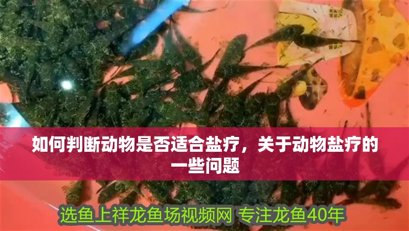 如何判斷動物是否適合鹽療，關于動物鹽療的一些問題