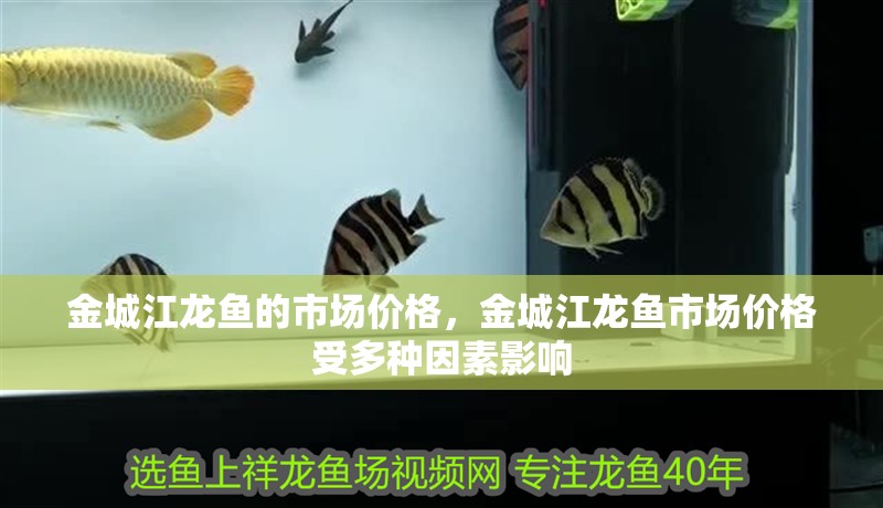 金城江龍魚的市場(chǎng)價(jià)格，金城江龍魚市場(chǎng)價(jià)格受多種因素影響