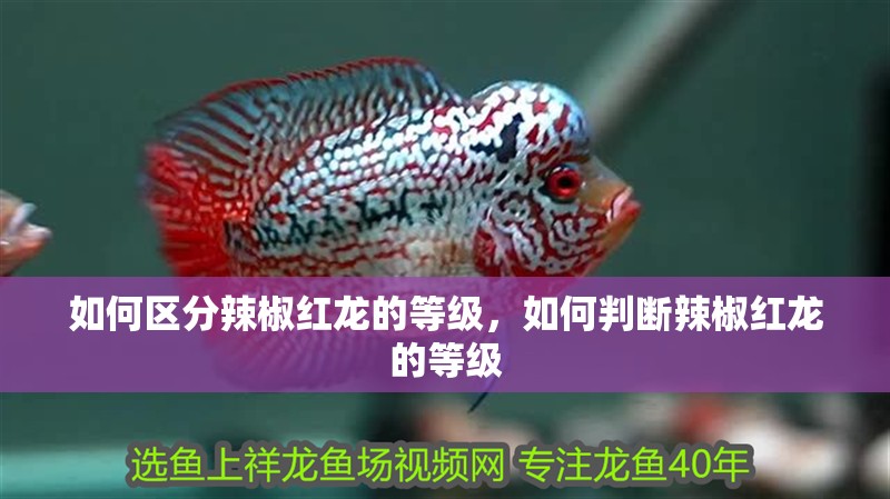 如何區分辣椒紅龍的等級，如何判斷辣椒紅龍的等級
