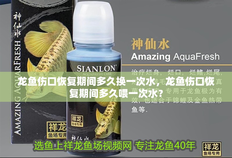 龍魚傷口恢復期間多久換一次水，龍魚傷口恢復期間多久喂一次水？