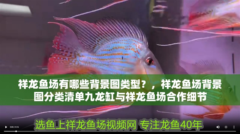 祥龍魚場有哪些背景圖類型？，祥龍魚場背景圖分類清單九龍缸與祥龍魚場合作細節