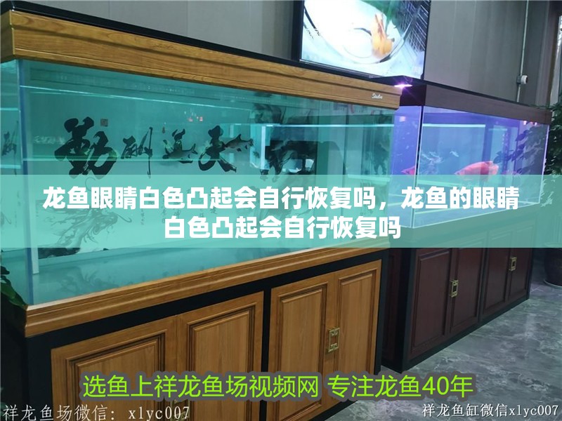 龍魚眼睛白色凸起會自行恢復(fù)嗎，龍魚的眼睛白色凸起會自行恢復(fù)嗎