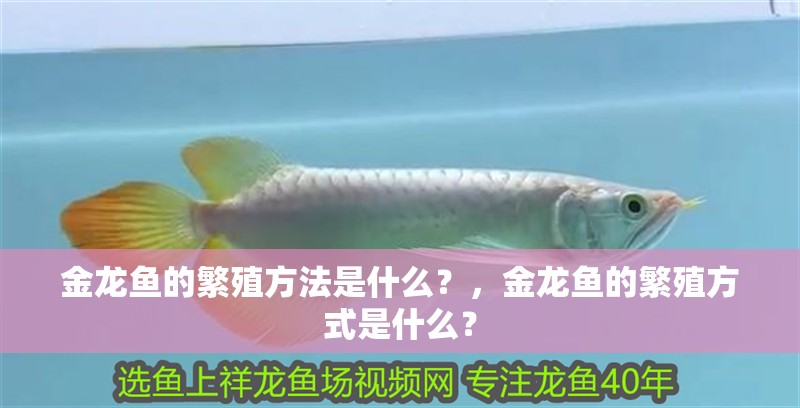 金龍魚的繁殖方法是什么？，金龍魚的繁殖方式是什么？