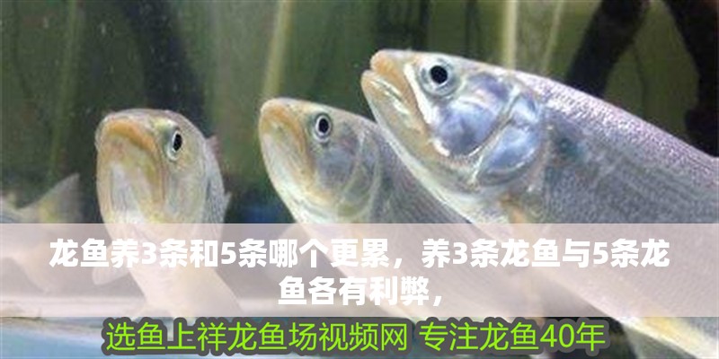 龍魚養3條和5條哪個更累，養3條龍魚與5條龍魚各有利弊，