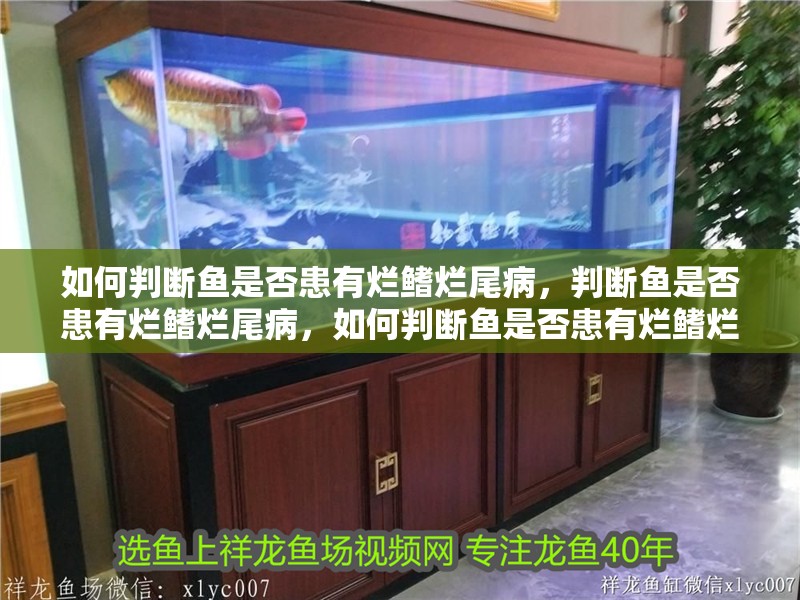 如何判斷魚是否患有爛鰭爛尾病，判斷魚是否患有爛鰭爛尾病，如何判斷魚是否患有爛鰭爛尾病