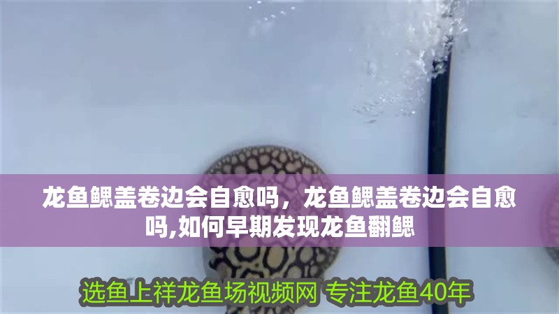 龍魚鰓蓋卷邊會自愈嗎，龍魚鰓蓋卷邊會自愈嗎,如何早期發(fā)現(xiàn)龍魚翻鰓