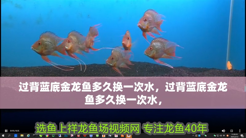 過背藍底金龍魚多久換一次水，過背藍底金龍魚多久換一次水，