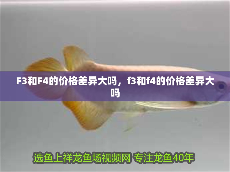 F3和F4的價格差異大嗎，f3和f4的價格差異大嗎