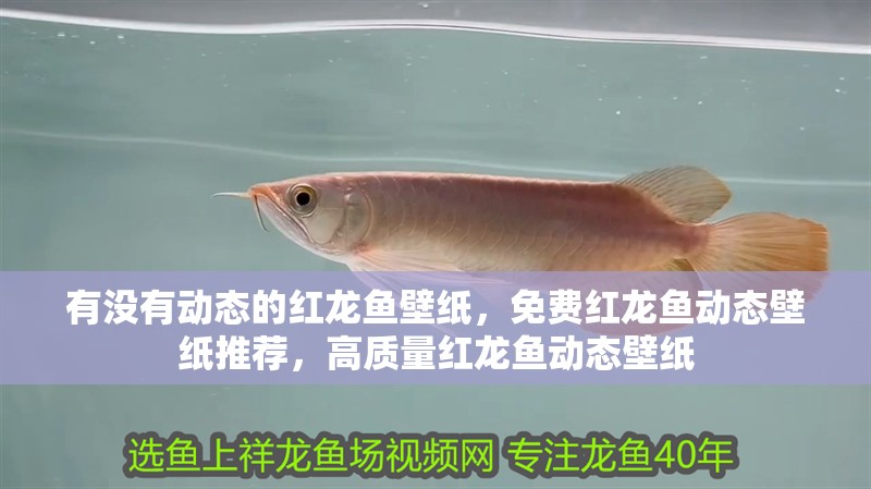 有沒(méi)有動(dòng)態(tài)的紅龍魚(yú)壁紙，免費(fèi)紅龍魚(yú)動(dòng)態(tài)壁紙推薦，高質(zhì)量紅龍魚(yú)動(dòng)態(tài)壁紙