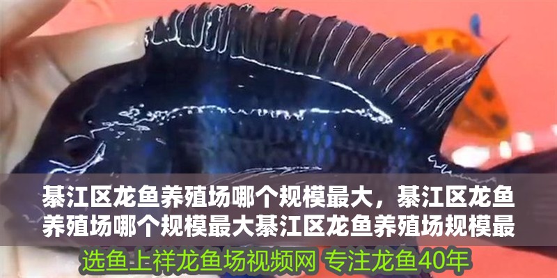綦江區(qū)龍魚養(yǎng)殖場哪個規(guī)模最大，綦江區(qū)龍魚養(yǎng)殖場哪個規(guī)模最大綦江區(qū)龍魚養(yǎng)殖場規(guī)模最大