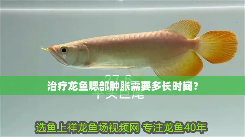 治療龍魚腮部腫脹需要多長時間？