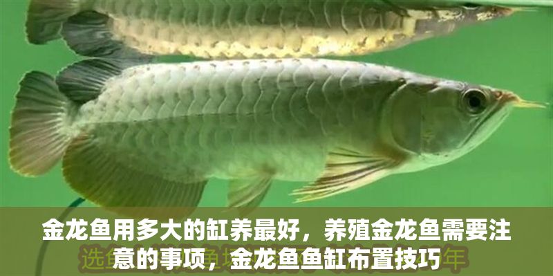 金龍魚用多大的缸養(yǎng)最好，養(yǎng)殖金龍魚需要注意的事項，金龍魚魚缸布置技巧
