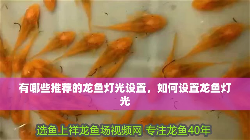 有哪些推薦的龍魚燈光設置，如何設置龍魚燈光
