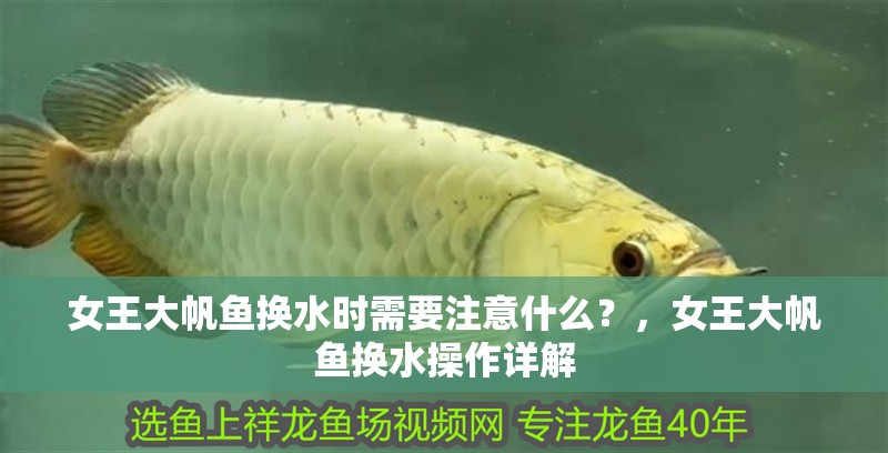 女王大帆魚換水時需要注意什么？，女王大帆魚換水操作詳解