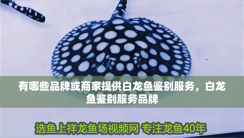 有哪些品牌或商家提供白龍魚鑒別服務(wù)，白龍魚鑒別服務(wù)品牌